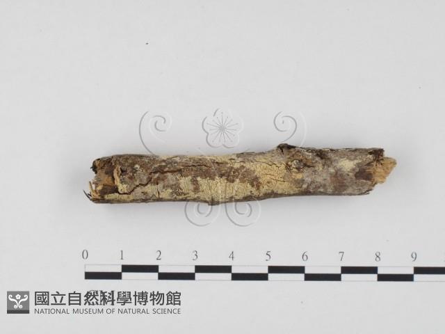 冇骨消絲齒菌藏品圖，第3張