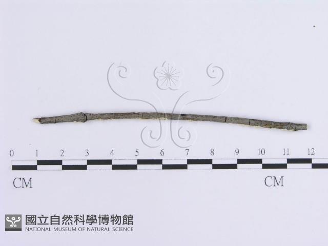 登錄號:F0014757藏品圖，第3張