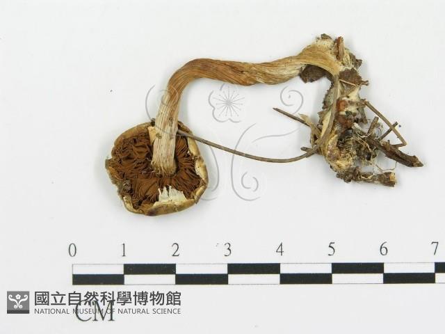登錄號:F0012757藏品圖，第3張