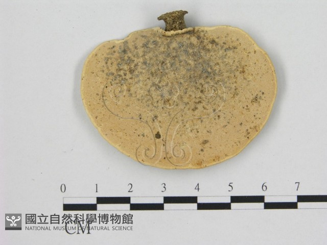 小孔菌屬藏品圖，第3張