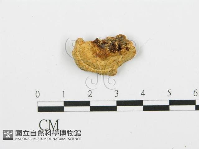 登錄號:F0005757藏品圖，第3張