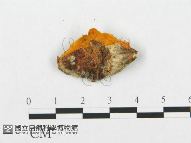 登錄號:F0009757藏品圖，第3張