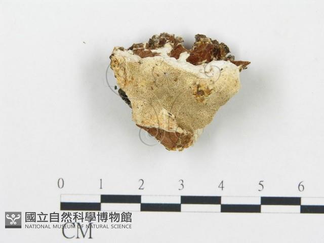 登錄號:F0019757藏品圖，第1張