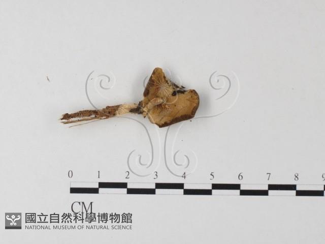 多孔菌屬藏品圖，第3張