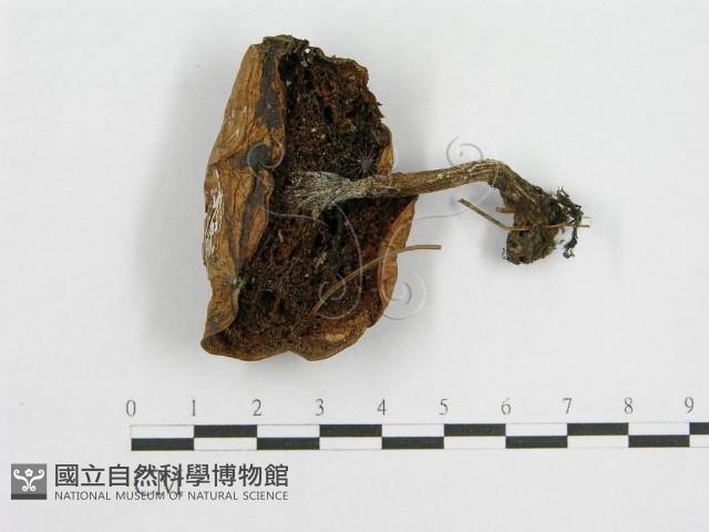 登錄號:F0003757藏品圖，第3張