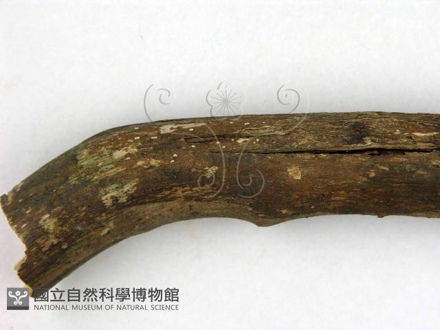 館號:F0000557藏品圖，第3張