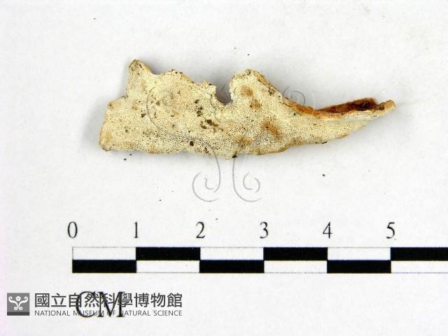 登錄號:F0006557藏品圖，第3張