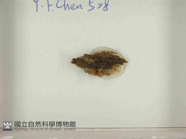 登錄號:F0021557藏品圖，第3張