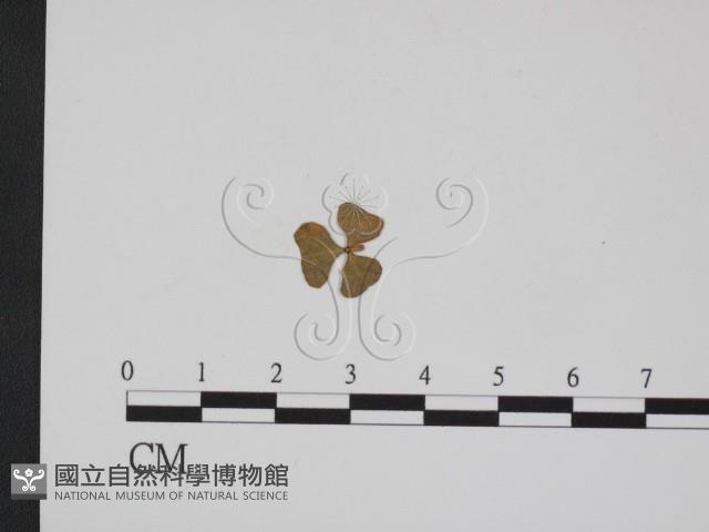 登錄號:F0011557藏品圖，第3張