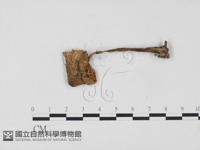 登錄號:F0024557藏品圖，第3張