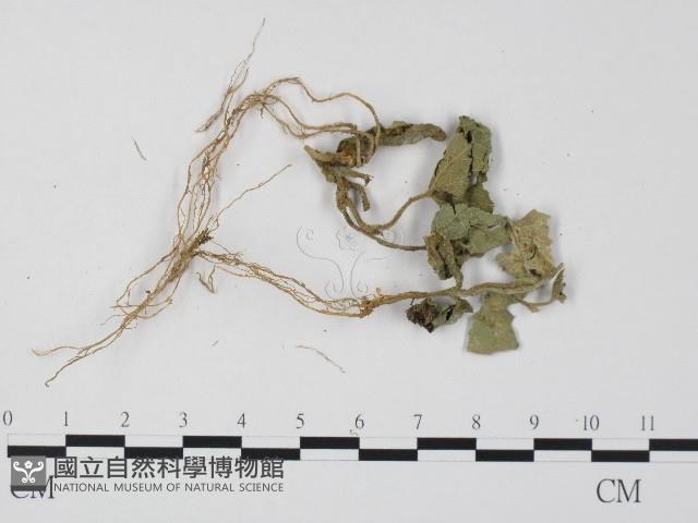 白粉病藏品圖，第3張