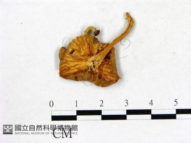 登錄號:F0014557藏品圖，第3張