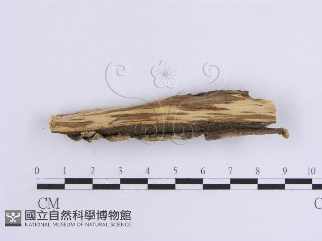 韌革菌屬藏品圖，第3張