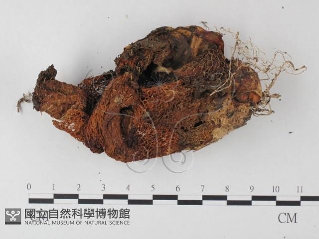 登錄號:F0012557藏品圖，第3張