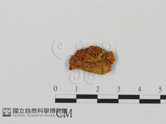登錄號:F0007557藏品圖，第3張