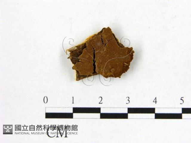 登錄號:F0017557藏品圖，第1張