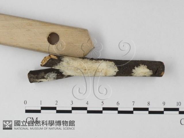 登錄號:F0025557藏品圖，第3張