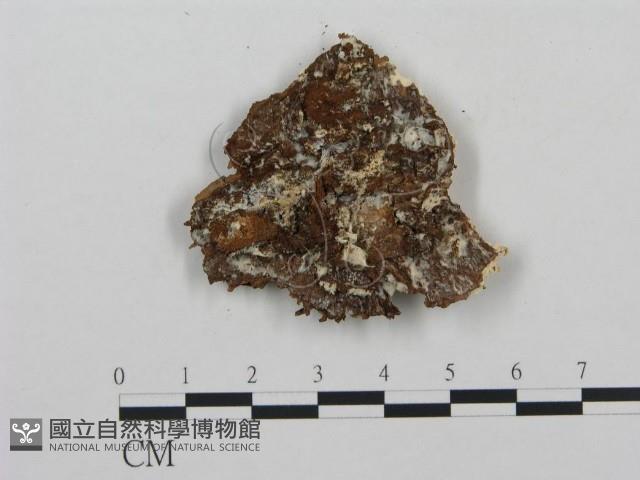 登錄號:F0009557藏品圖，第3張