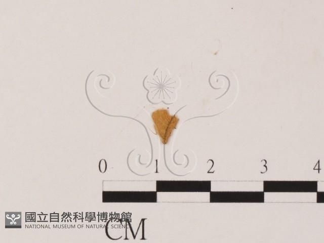 登錄號:F0019557藏品圖，第3張
