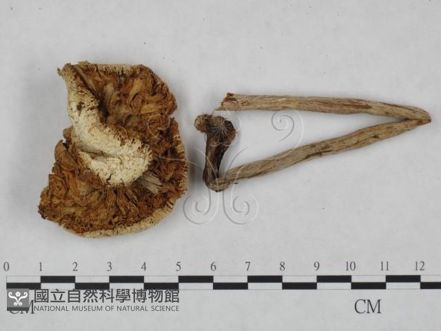 登錄號:F0023557藏品圖，第3張