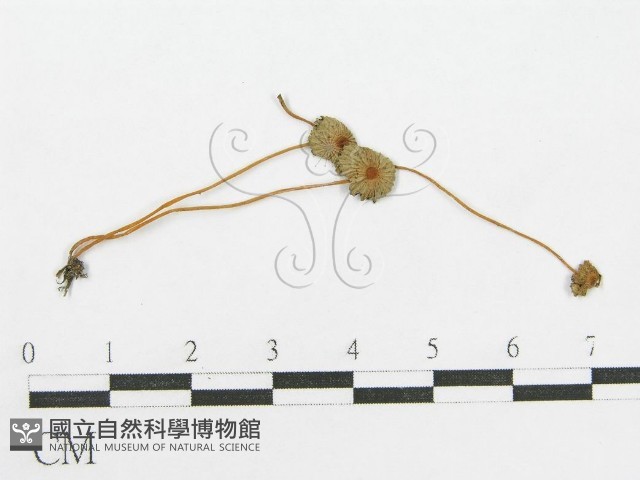 登錄號:F0003557藏品圖，第3張