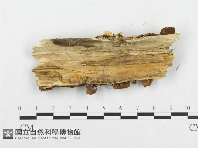 登錄號:F0008157藏品圖，第3張