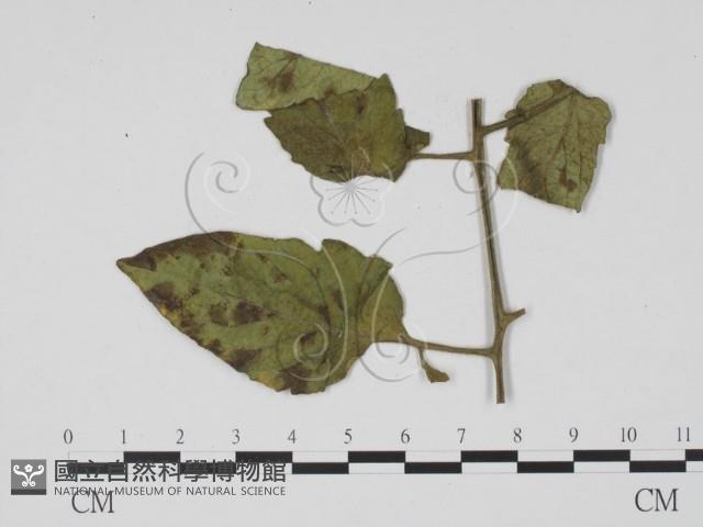 登錄號:F0010157藏品圖，第3張