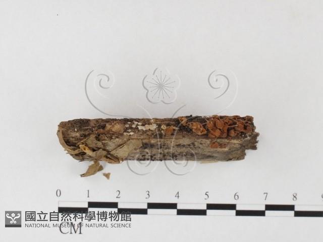 小菇屬藏品圖，第3張