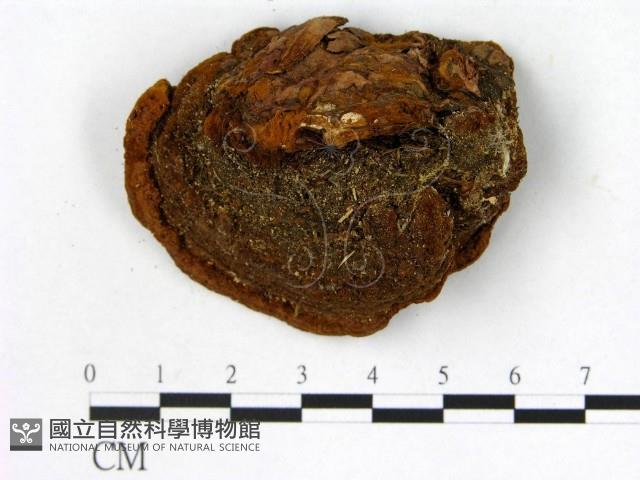 登錄號:F0006157藏品圖，第3張