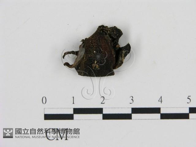 登錄號:F0016157藏品圖，第3張