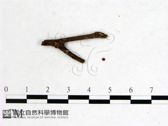登錄號:F0001157藏品圖，第3張
