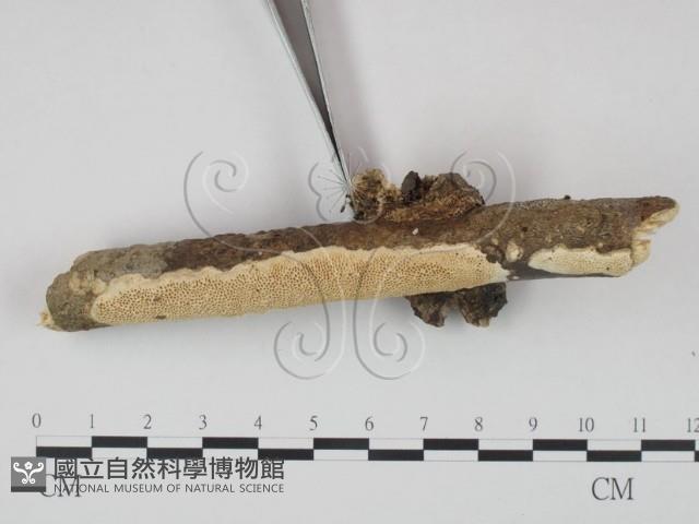 登錄號:F0011157藏品圖，第3張
