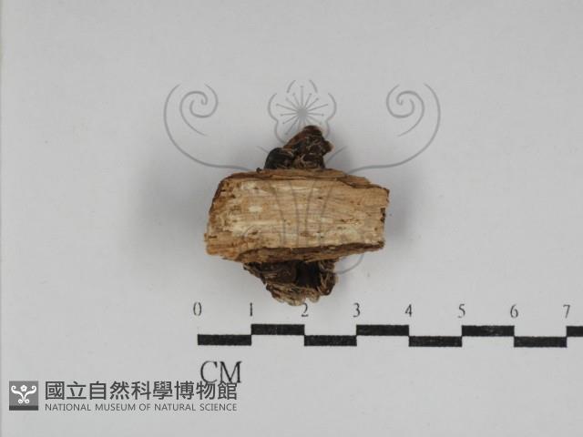 登錄號:F0031157藏品圖，第3張