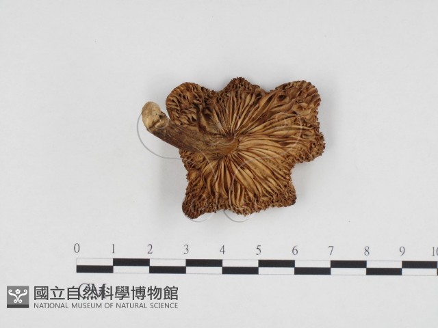 登錄號:F0024157藏品圖，第3張