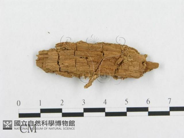 登錄號:F0014157藏品圖，第3張