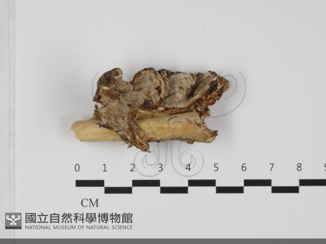 登錄號:F0032157藏品圖，第3張