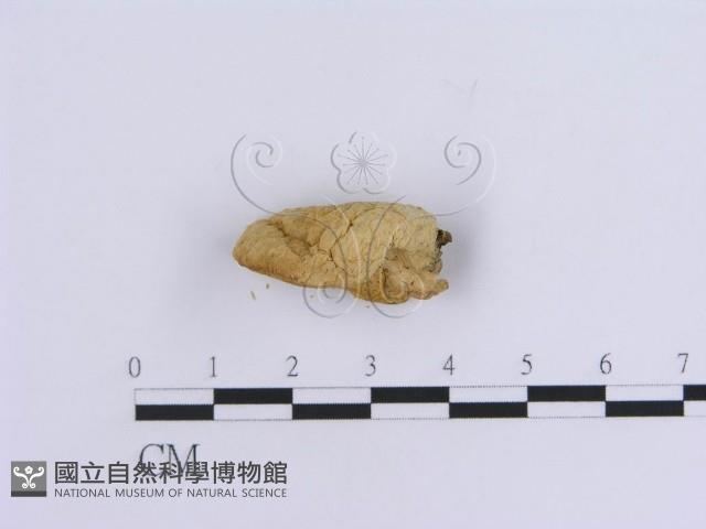 登錄號:F0007157藏品圖，第3張