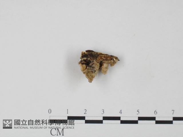 韌革菌屬藏品圖，第3張