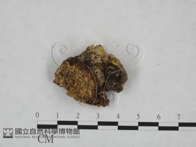 登錄號:F0025157藏品圖，第3張