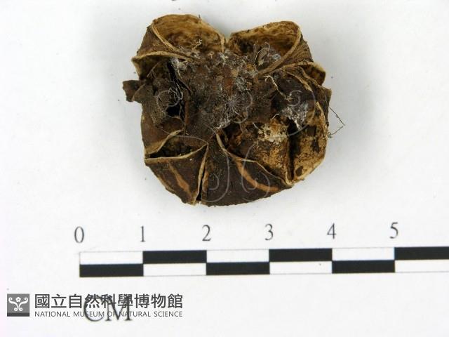 登錄號:F0023157藏品圖，第3張