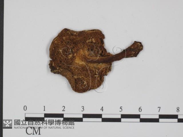 登錄號:F0013157藏品圖，第3張