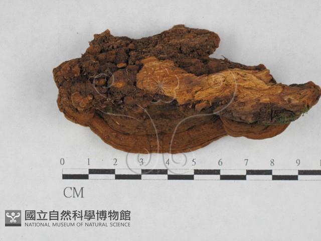 木層孔菌屬藏品圖，第3張