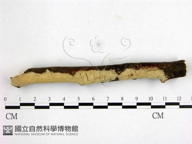 登錄號:F0020057藏品圖，第3張