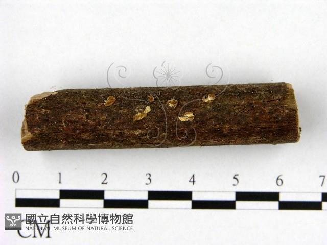 登錄號:F0010057藏品圖，第3張