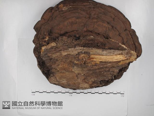 靈芝屬藏品圖，第3張