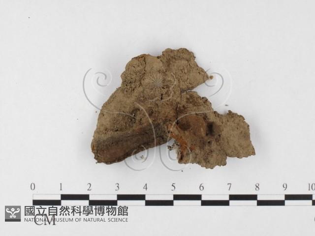 木層孔菌屬藏品圖，第3張