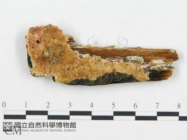 登錄號:F0006057藏品圖，第3張