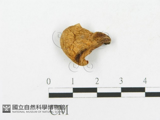 登錄號:F0016057藏品圖，第3張