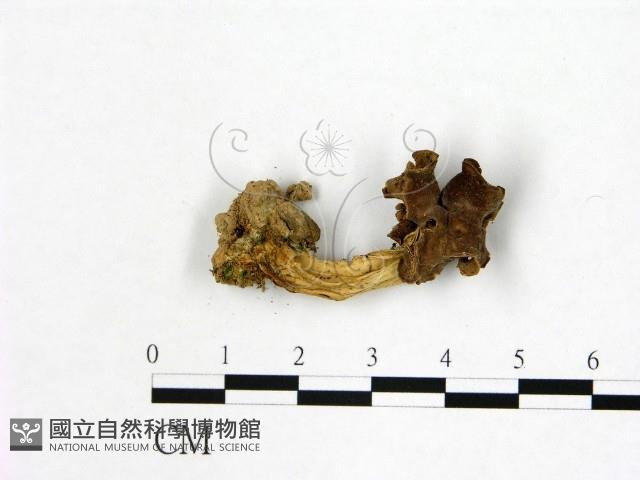 登錄號:F0021057藏品圖，第3張