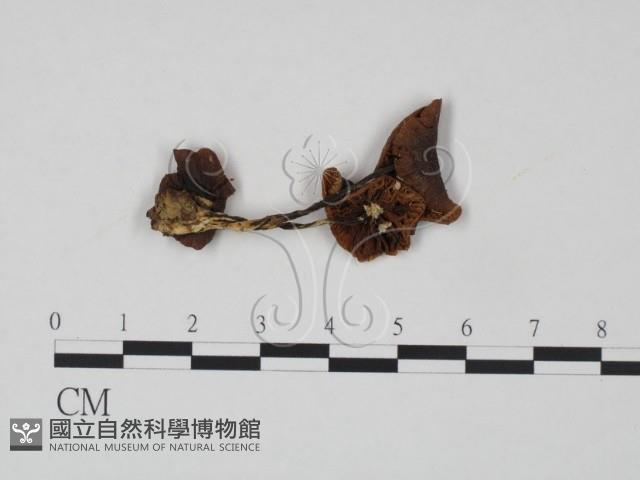 登錄號:F0011057藏品圖，第3張